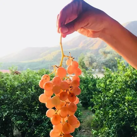 Mandarin Koycegiz (Mugla)